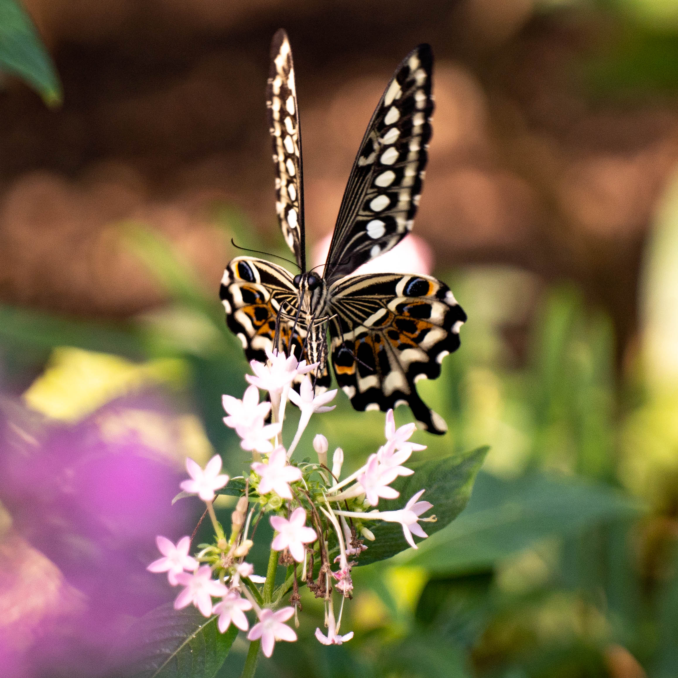 Butterfly at Papiliorama Februar 2022