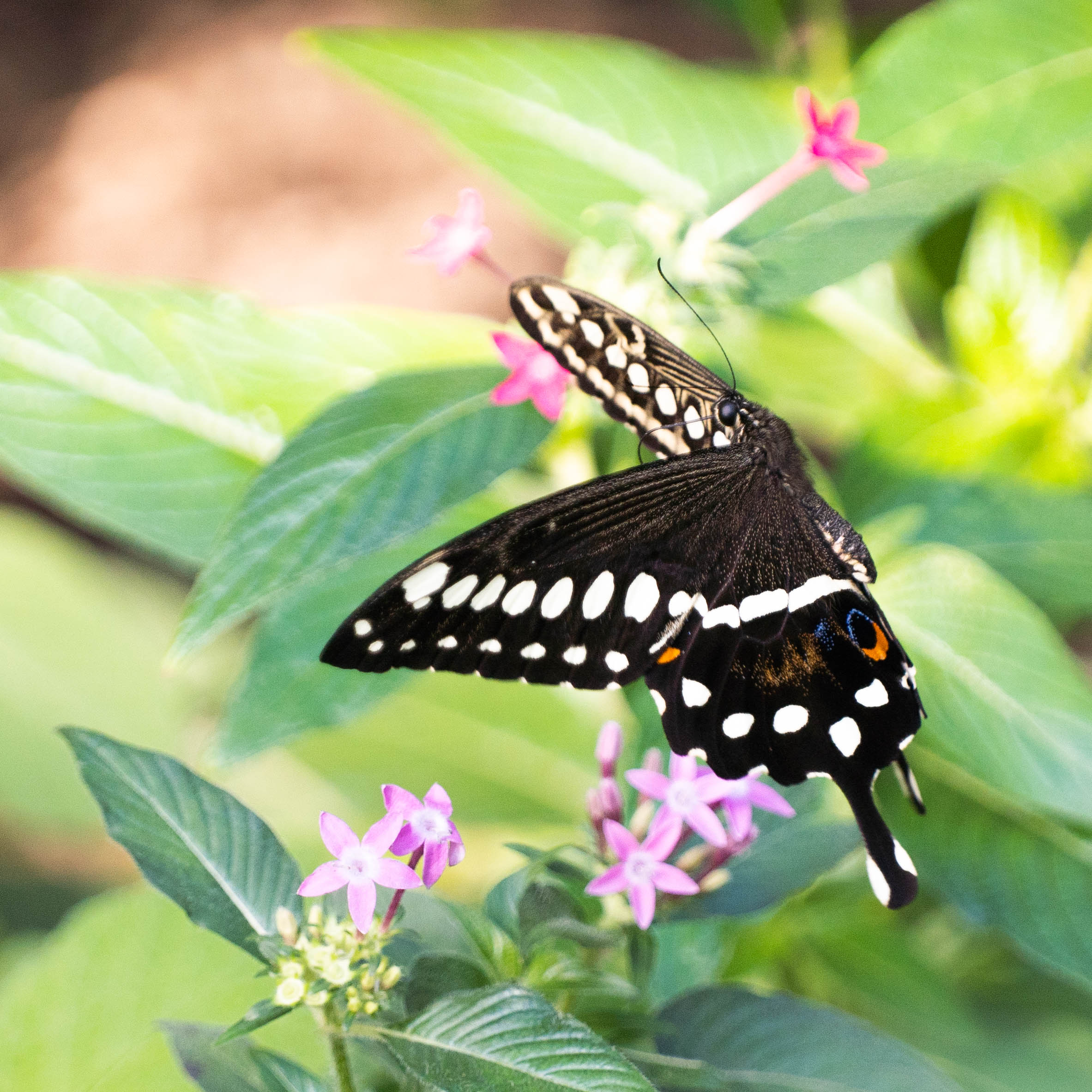 Butterfly at Papiliorama Februar 2022