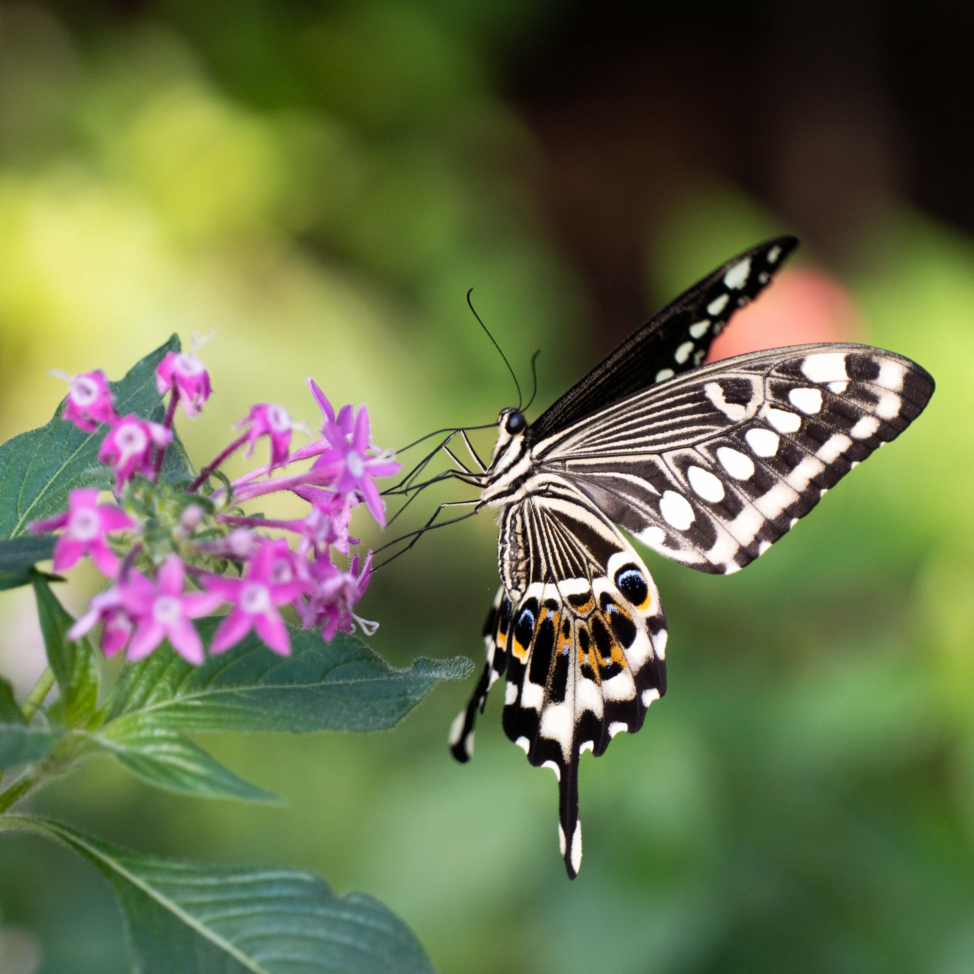 Butterfly at Papiliorama Februar 2022