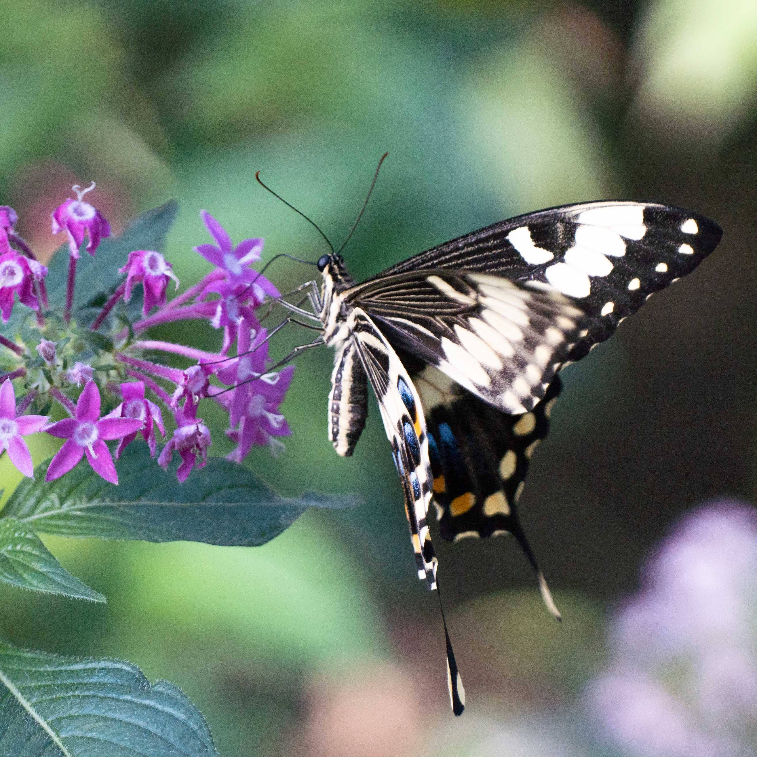 Butterfly at Papiliorama Februar 2022