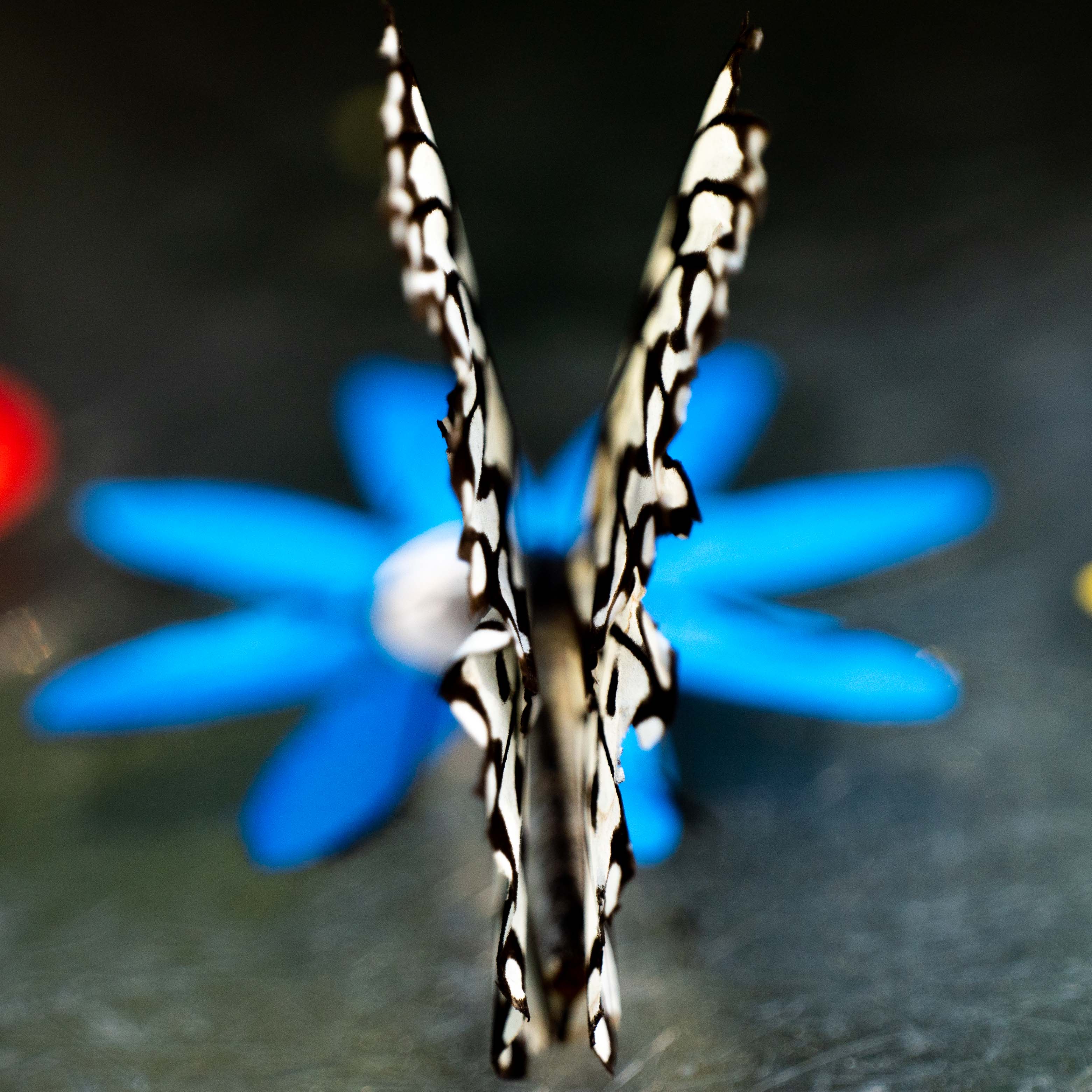 Butterfly at Papiliorama Februar 2022