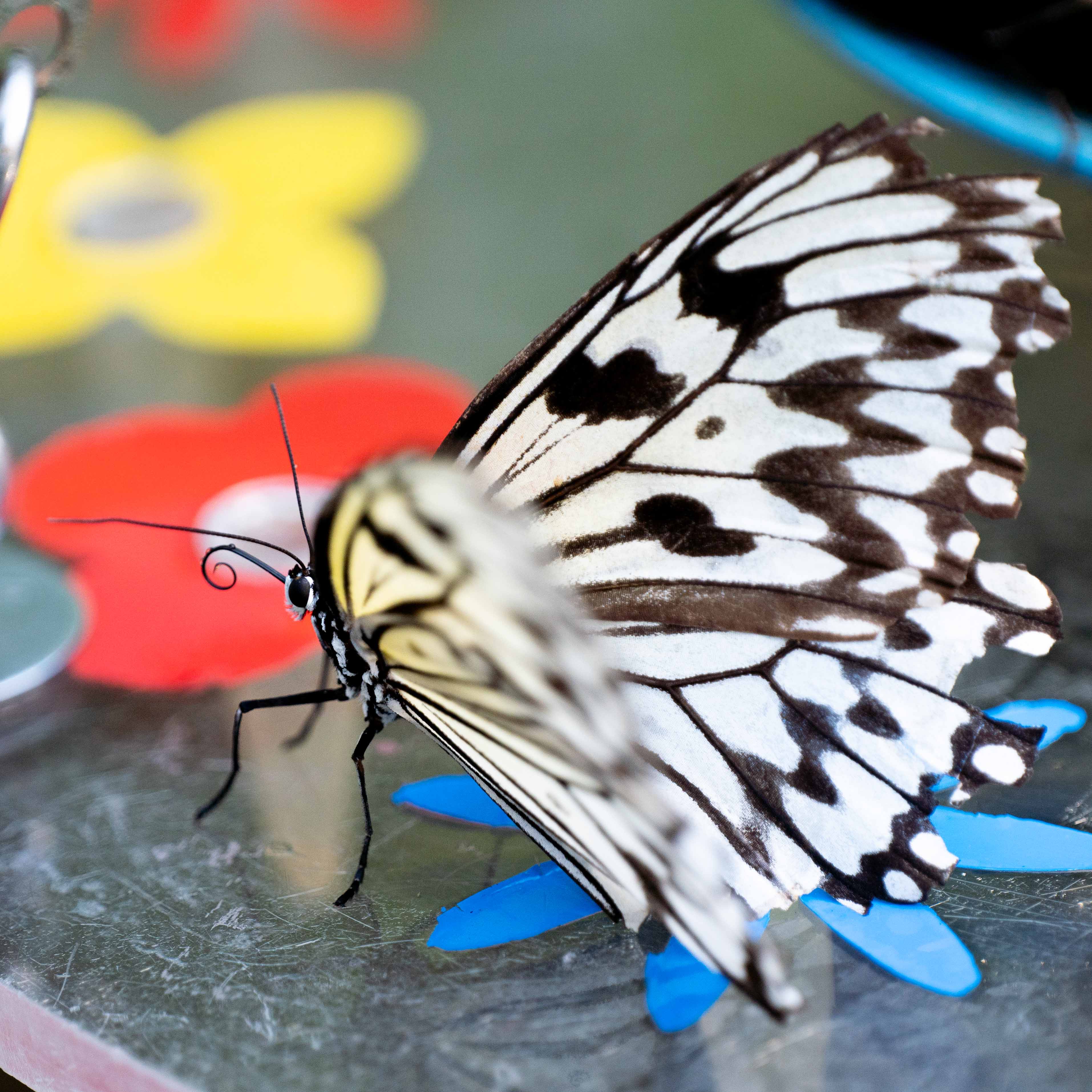 Butterfly at Papiliorama Februar 2022