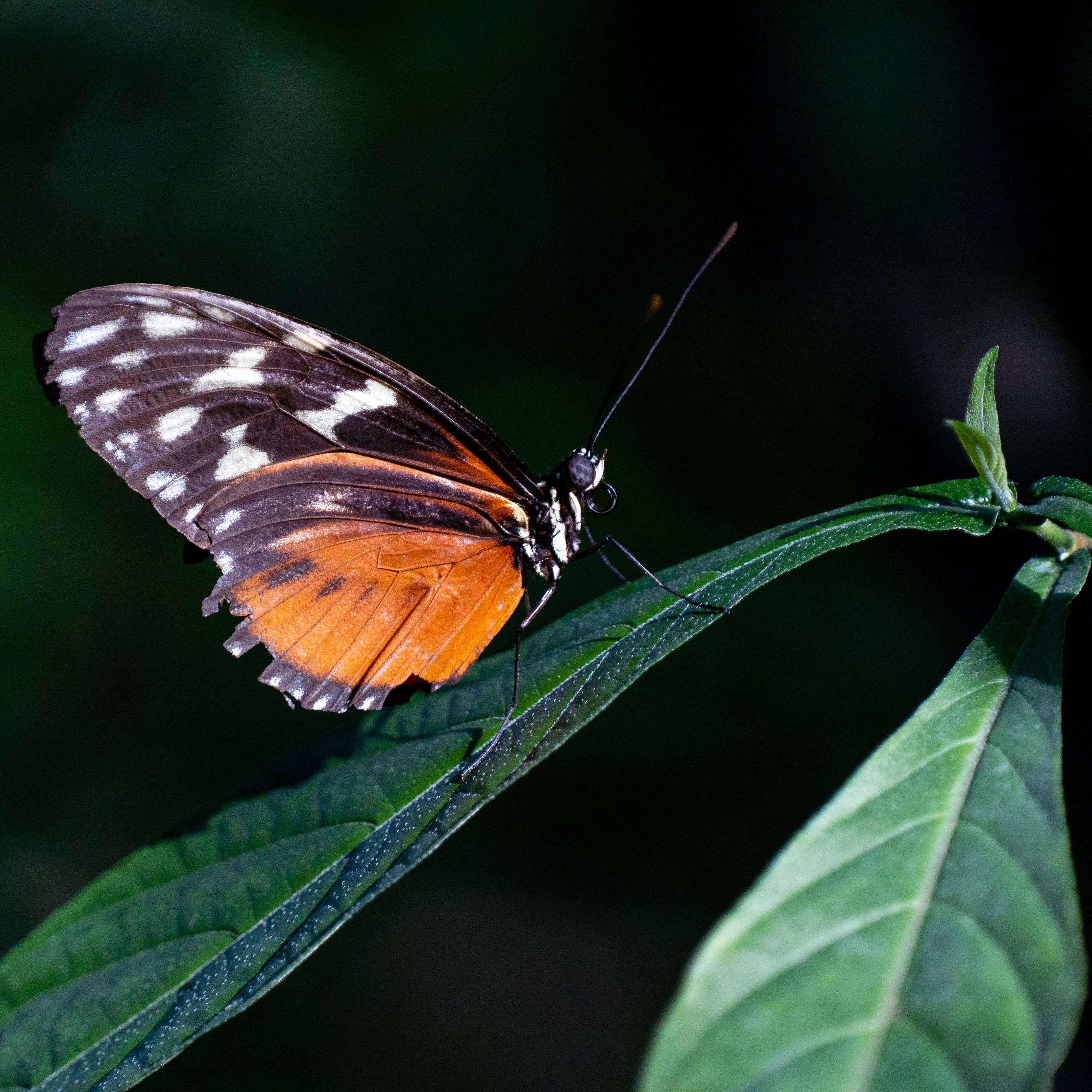 Butterfly at Papiliorama Februar 2022