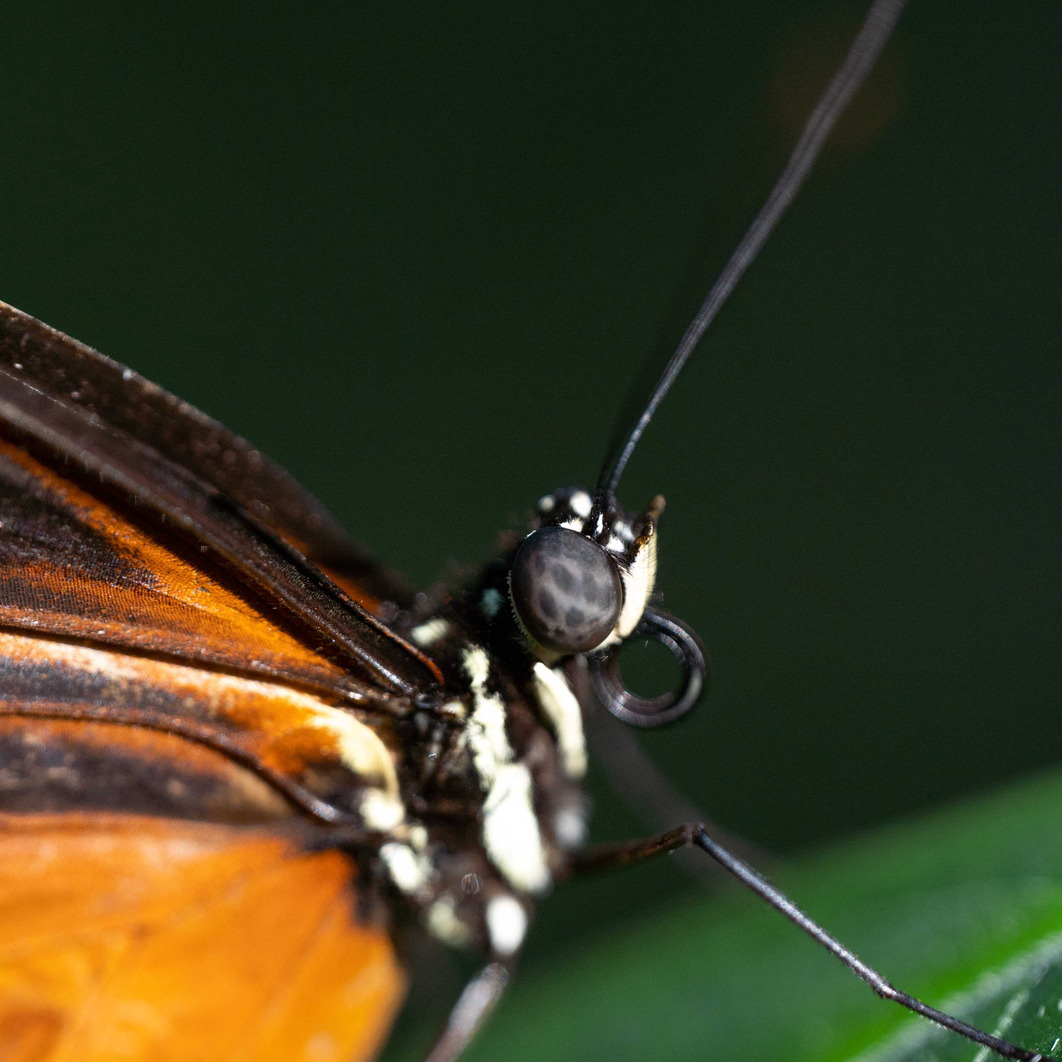 Butterfly at Papiliorama Februar 2022