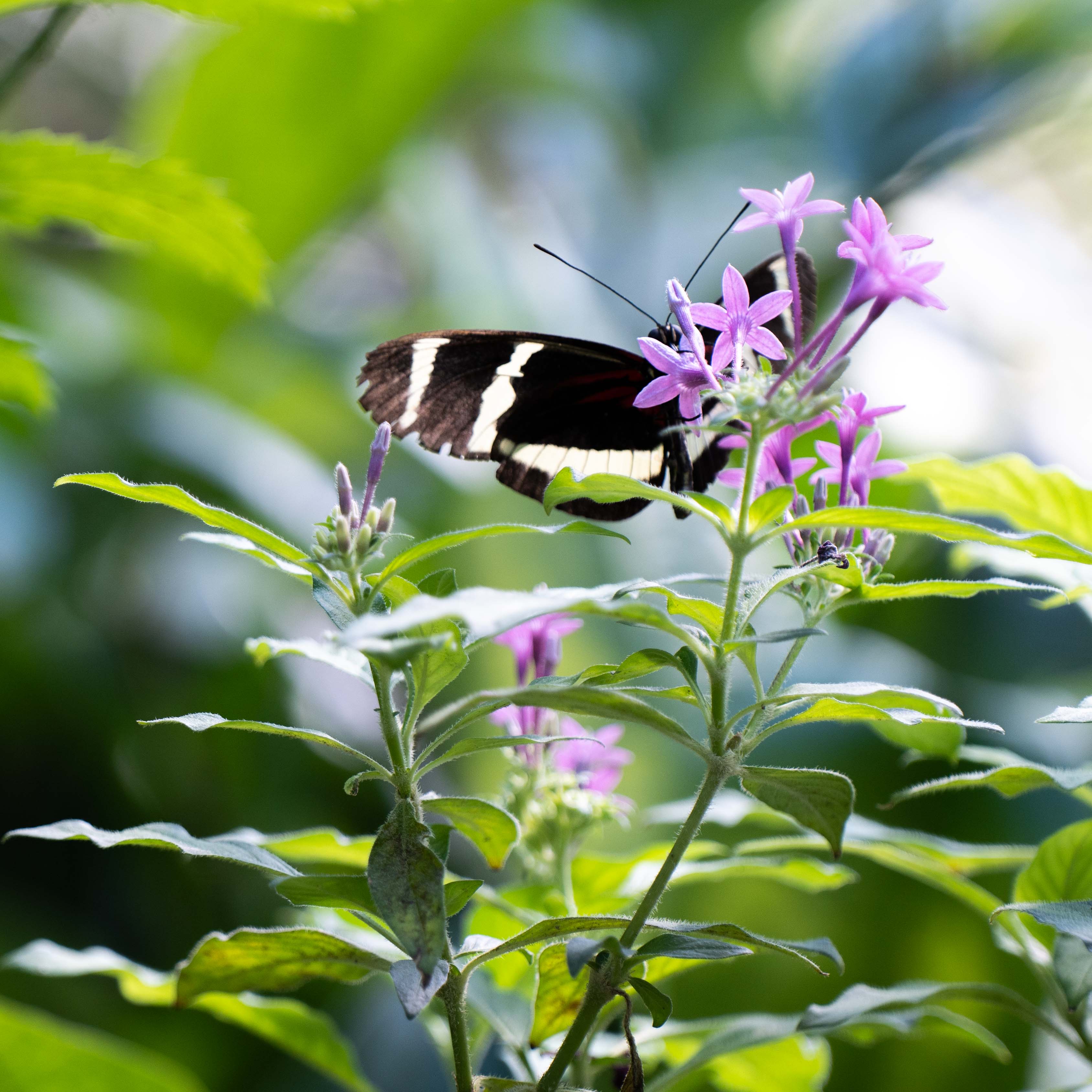 Butterfly at Papiliorama Februar 2022