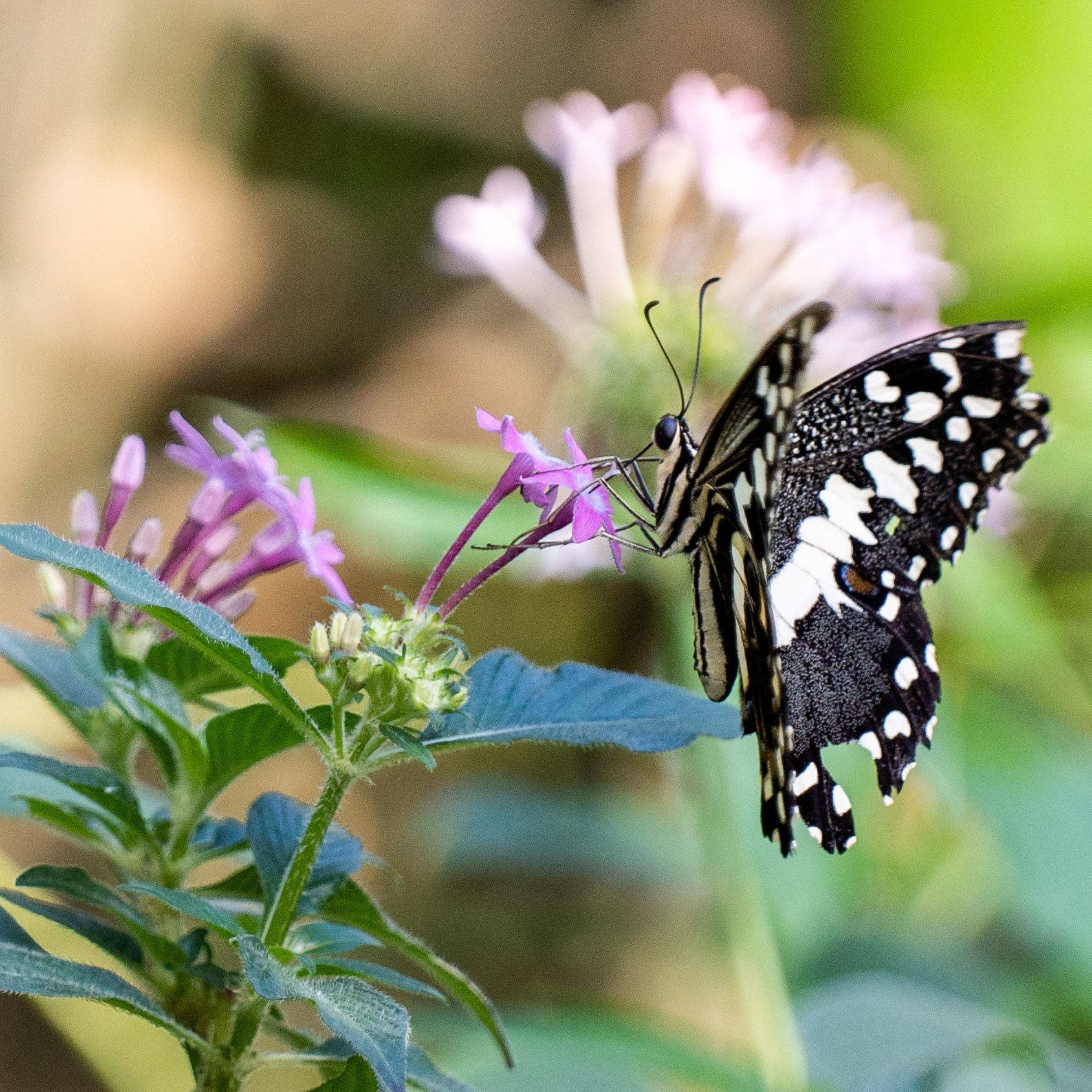 Butterfly at Papiliorama Februar 2022