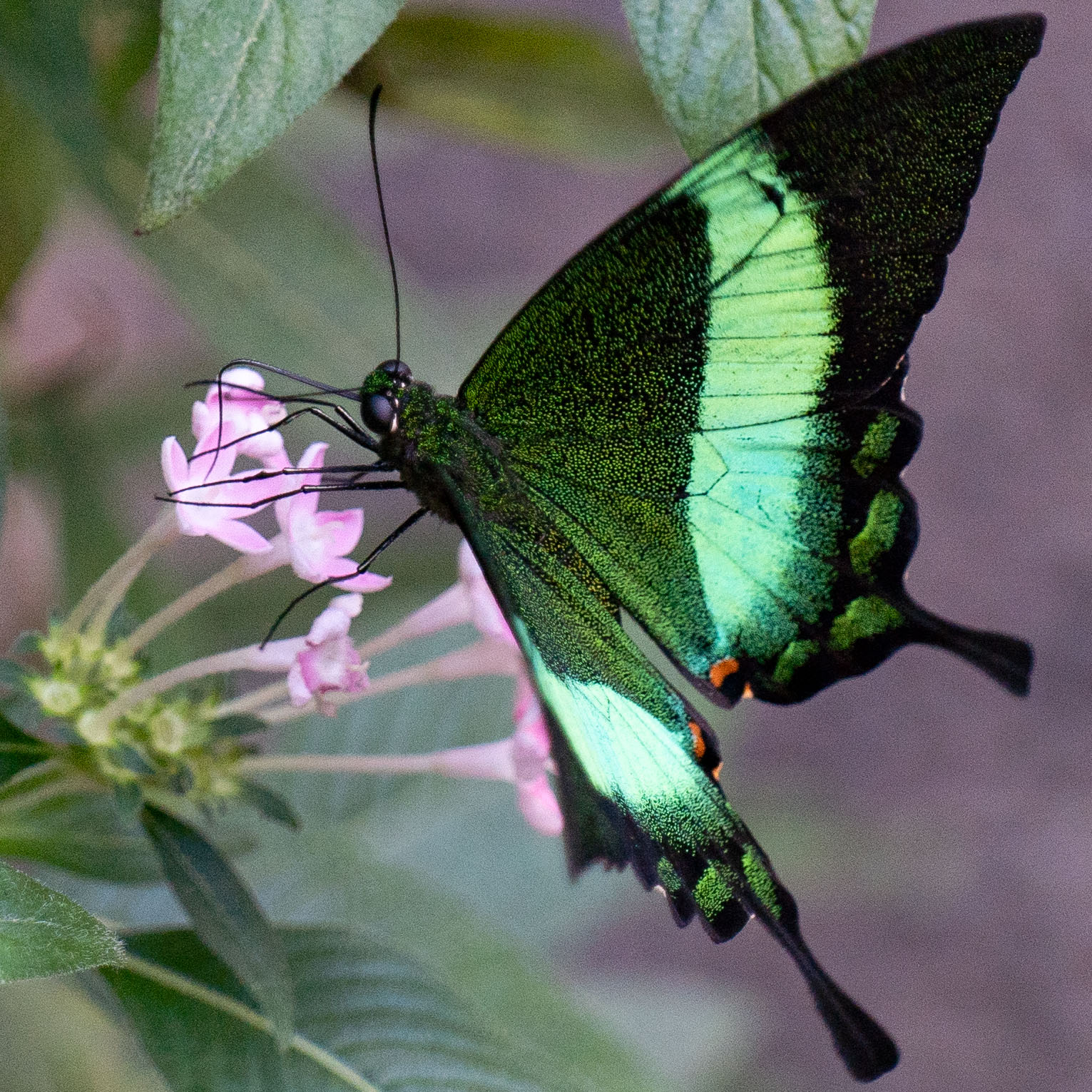 Butterfly at Papiliorama Februar 2022