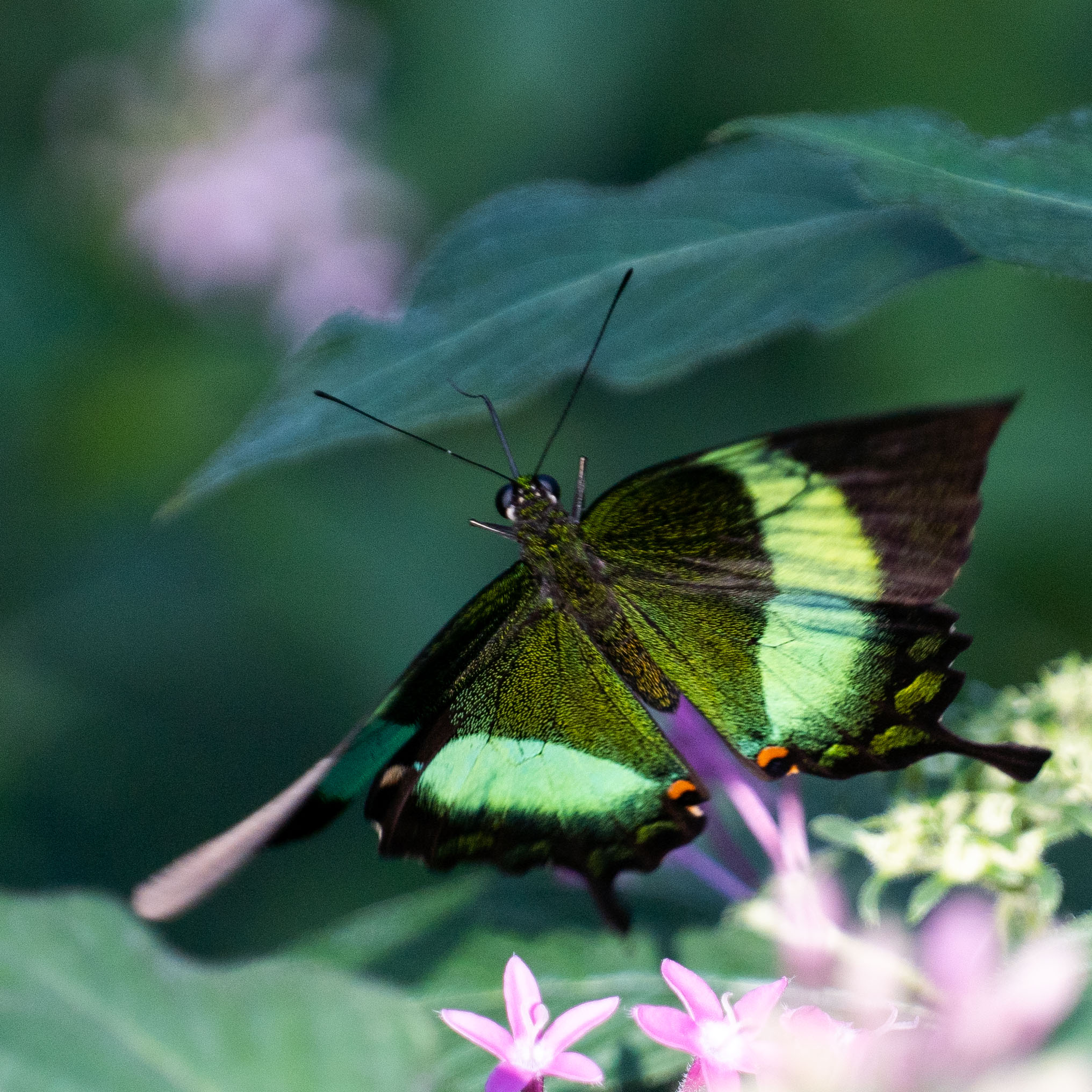 Butterfly at Papiliorama Februar 2022